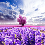 从那儿飞到这儿的狗子