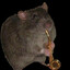 rat