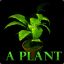 MrPlant