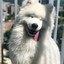 Le samoyed de Kyiv