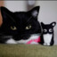 CEO Cat INC