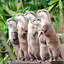 OtterBrothers