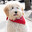 Labradoodle