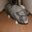 𝓯𝓻𝓮𝓪𝓴𝔂Hog