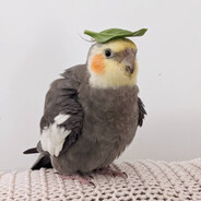 hoshi