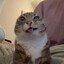Shingo