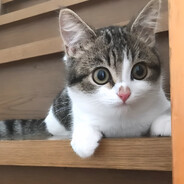 Noobification's avatar