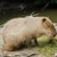 teamcapybara