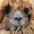 Llama