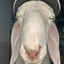 supersleepysheepy