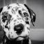 A Deaf Dalmatian