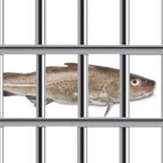 Prison fish