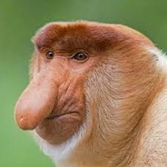 JANUSZ ЗОЛОТАЯ РУЧКА