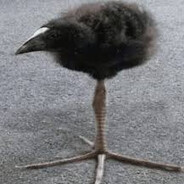 OpiumBird