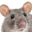 Rat