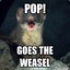 OMG its a Weasel