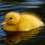 Yellow_Duck231