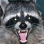Restless Raccoon