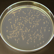 Neurons In A Petri Dish