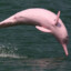 pink dolphin