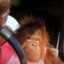 Auto monke