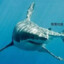shark