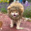 A wild Tiny Lion appears!