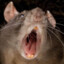 Rat