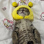 (o^o)