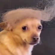 没人比我更懂发型