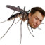 Elongated Mosquito
