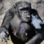 Monkee