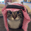 allah cat gang