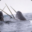 Narwhale