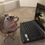 Snow_Hedgehog