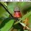 Peter el grasshopper