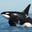 Orcas