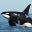 Orcas
