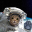 Gatonauto