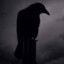 Raven the bird