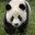 pandapoacher80 