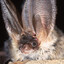 War Bat