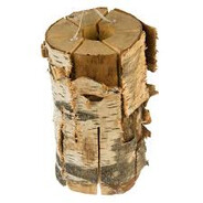 Cantharēllus cibārius