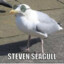 Seagull