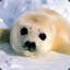 A Baby Seal