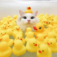 duck