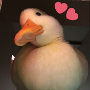 sulgeese