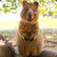 Quokka