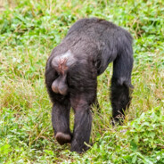 СВИННОЙ КУМПЯК