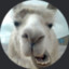 llamaTic